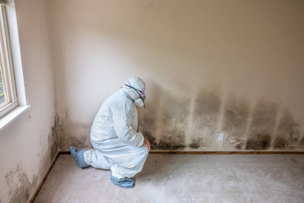 Forensic Mold Investigation in Springfield, MA